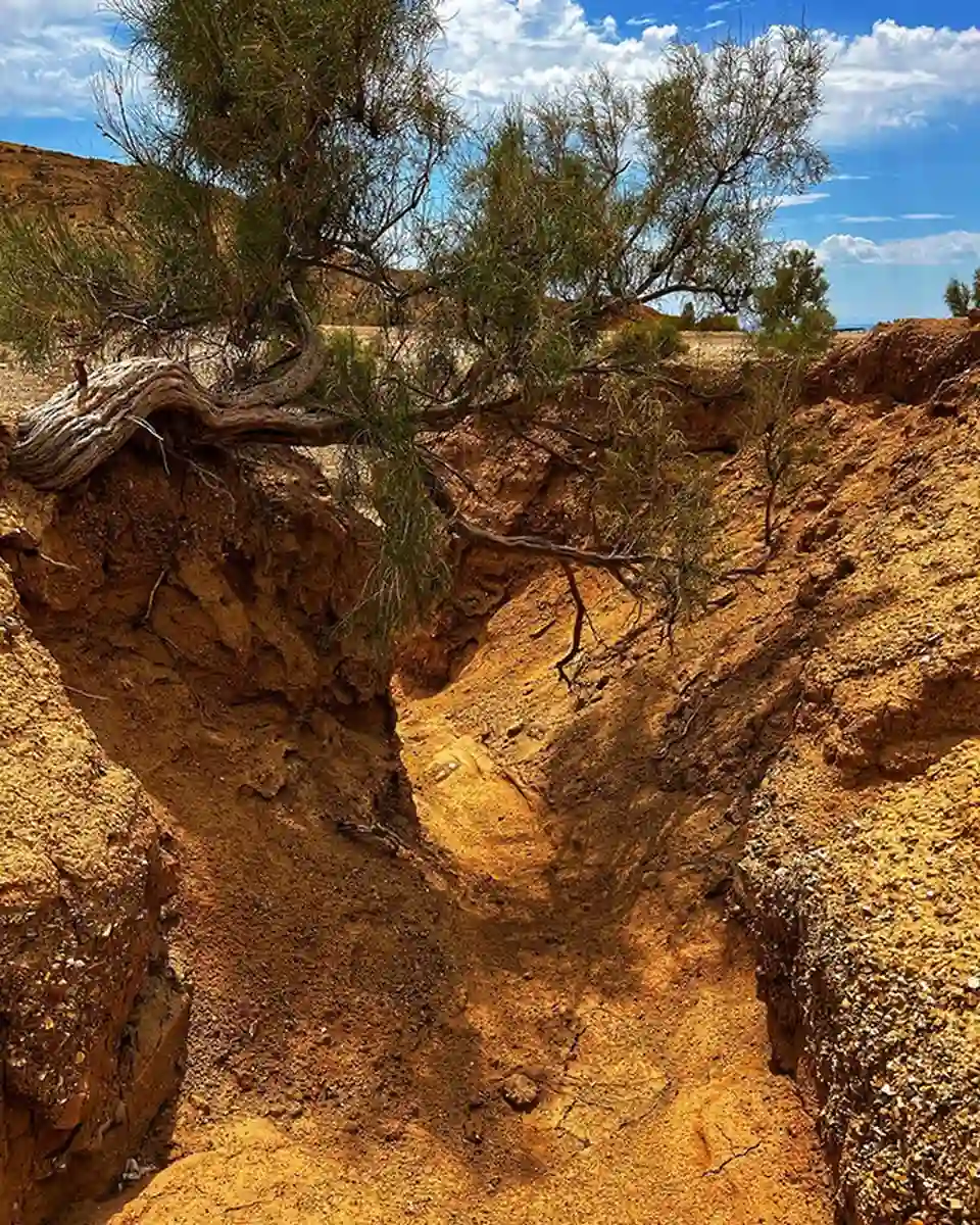 Gnarled old willow tree roots exposed on an eroded canyon slope